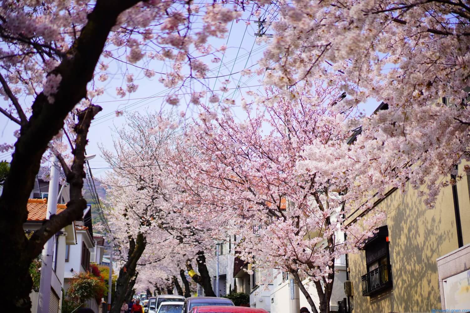 桜の名所:(神戸)灘区の桜のトンネルを通り抜ける。海も見えて気持ちいい景色!(α7Ⅲ) | Lifetime Trip