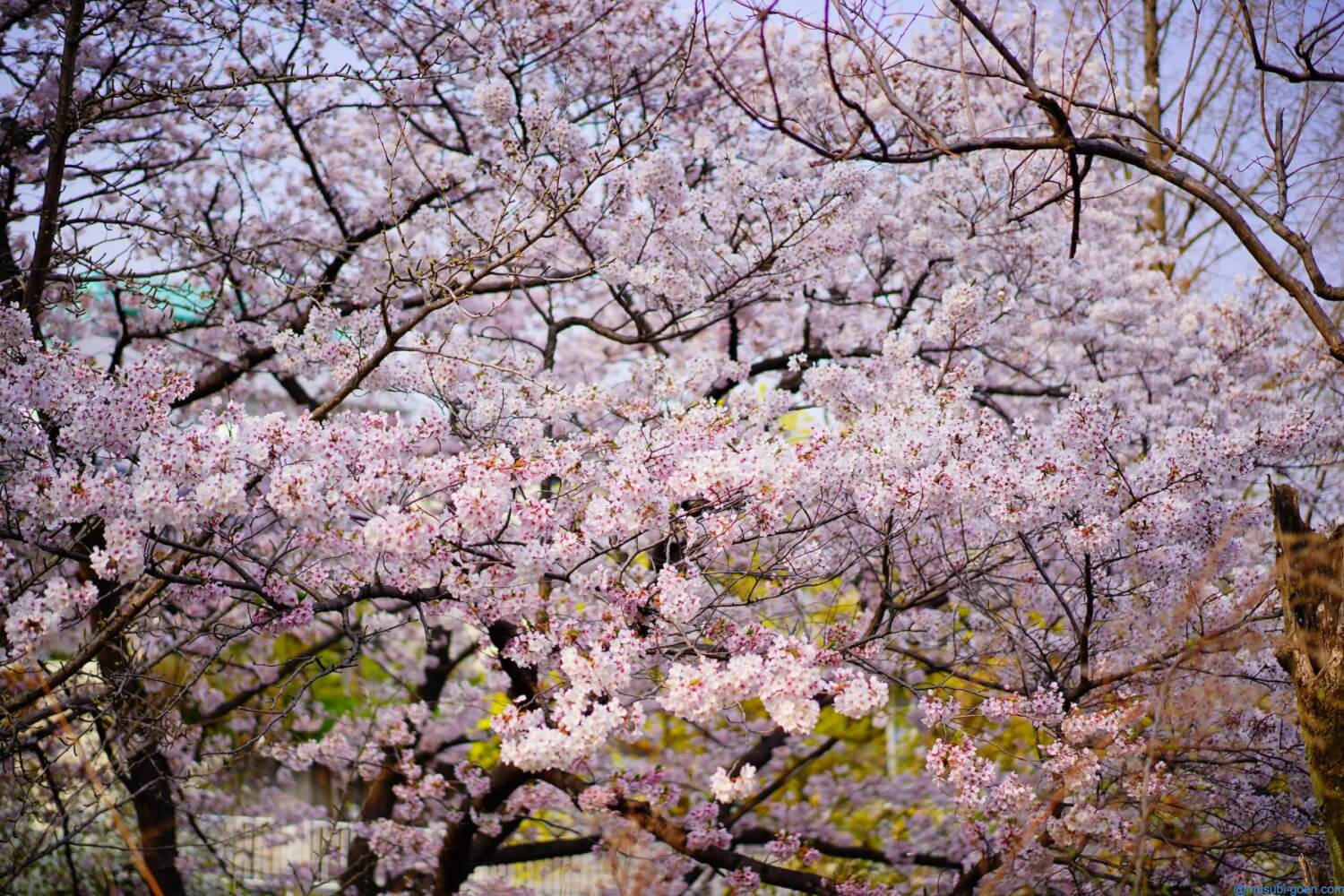 桜の名所:(神戸)灘区の桜のトンネルを通り抜ける。海も見えて気持ちいい景色!(α7Ⅲ) | Lifetime Trip