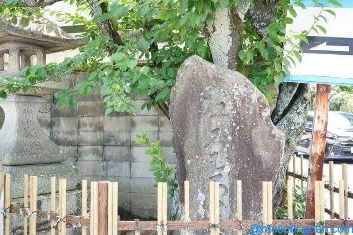 京都 宇治 あじさい 三室戸寺
