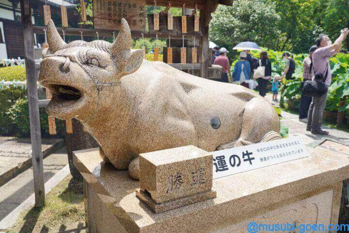京都 宇治 あじさい 三室戸寺