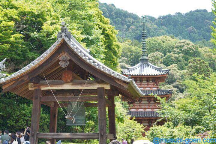 京都 宇治 あじさい 三室戸寺