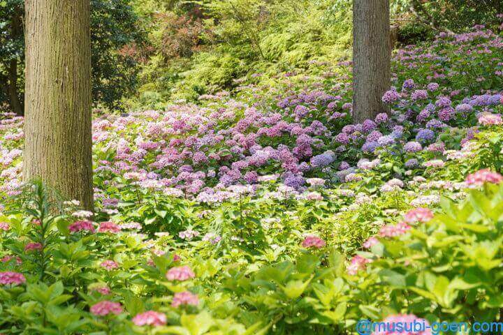 京都 宇治 あじさい 三室戸寺