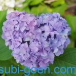 京都 宇治 あじさい 三室戸寺