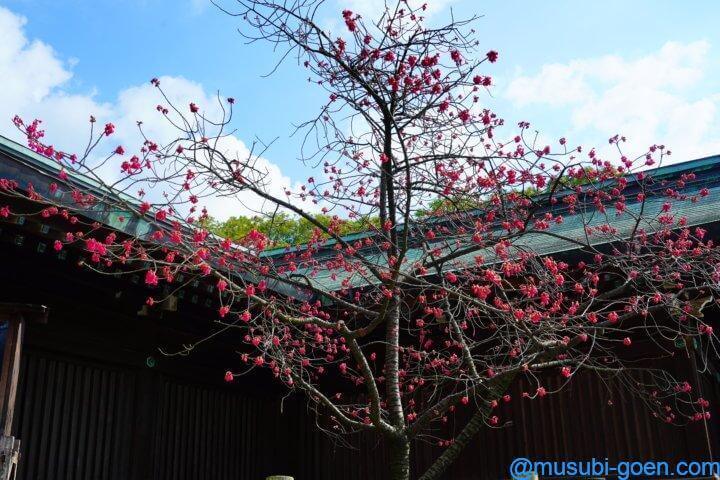 宮地嶽神社 光の道