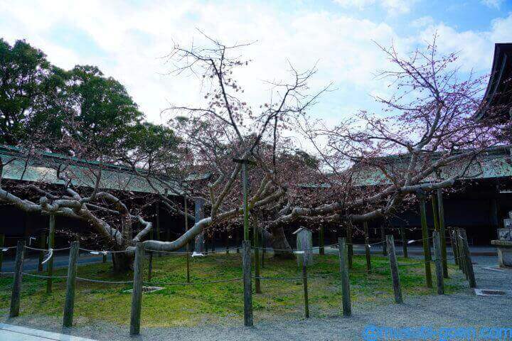 宮地嶽神社 光の道