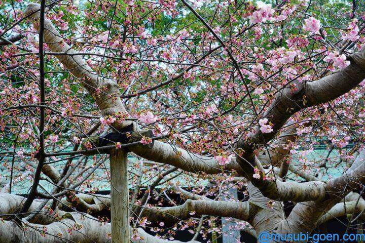 宮地嶽神社 光の道