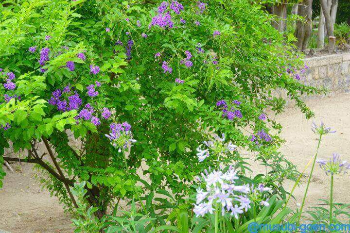 大鳥北濱神社 鳳だんじり祭 大鳥大社