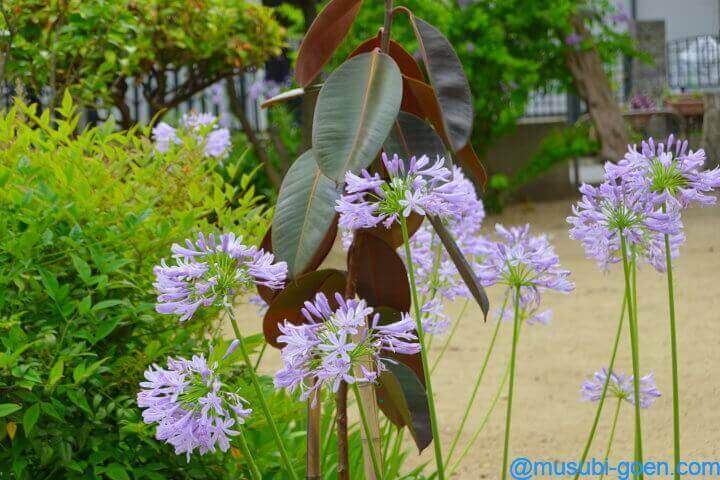 大鳥北濱神社 鳳だんじり祭 大鳥大社