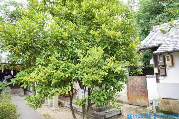 織物神社 七夕伝説 七夕祭り